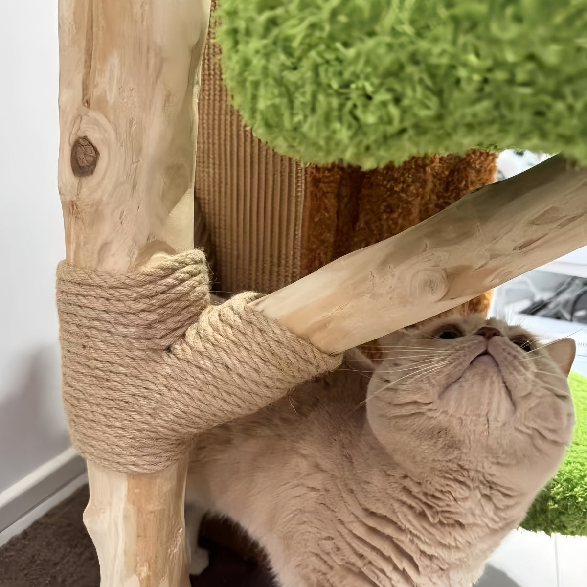 Tree Trunk Cat Tower